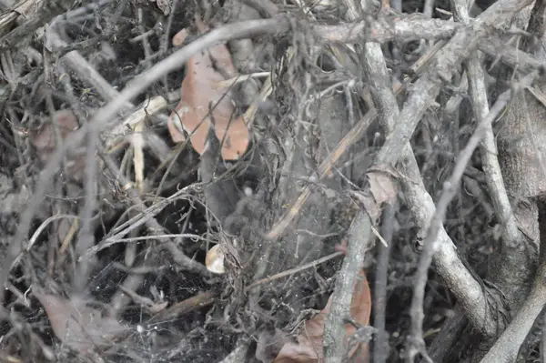 Büyük tropik yeşil ağaç, mavi gökyüzüne karşı çeşitli ağaçların dalları. Taze yeşil yapraklı, yumuşak ışıklandırmalı ağaç dalları