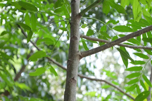 Büyük tropik yeşil ağaç, mavi gökyüzüne karşı çeşitli ağaçların dalları. Taze yeşil yapraklı, yumuşak ışıklandırmalı ağaç dalları