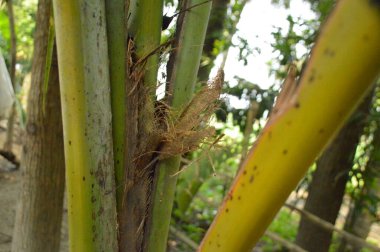 Büyük tropik yeşil ağaç, mavi gökyüzüne karşı çeşitli ağaçların dalları. Taze yeşil yapraklı, yumuşak ışıklandırmalı ağaç dalları