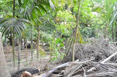 Berrak mavi gökyüzünün altındaki görkemli palmiye ağaçlarının ufkuna uzanan yemyeşil çayırları olan ideal tropikal bir manzara. Sakin ve doğal kırsal bir ortam çarpıcı bir şekilde ele geçirildi..