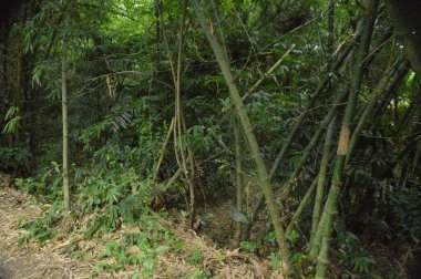 Büyük tropik yeşil ağaç, mavi gökyüzüne karşı çeşitli ağaçların dalları. Taze yeşil yapraklı, yumuşak ışıklandırmalı ağaç dalları