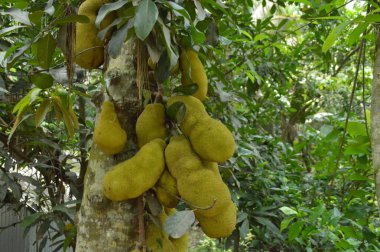 Yoğun bir orman ortamında tropikal tarım bolluğunu gösteren yemyeşil yapraklarla çevrili bir ağaç gövdesine sarkıyor..