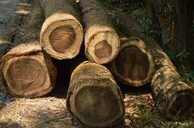 Yığılmış ağaç kütükleri, doğal yeşillik ve benekli güneş ışığı ile çevrili kırsal bir yolun yanında güzelce düzenlenmiştir. Açık hava ortamında ormancılık, doğa ve sürdürülebilirlik temaları sergilenmektedir..