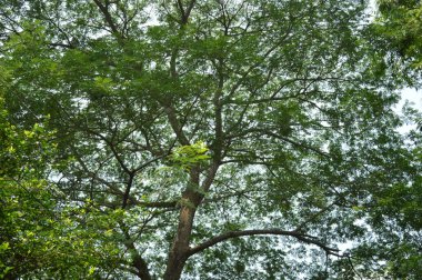 Büyük tropik yeşil ağaç, mavi gökyüzüne karşı çeşitli ağaçların dalları. Taze yeşil yapraklı, yumuşak ışıklandırmalı ağaç dalları