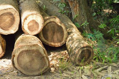 Yığılmış ağaç kütükleri, doğal yeşillik ve benekli güneş ışığı ile çevrili kırsal bir yolun yanında güzelce düzenlenmiştir. Açık hava ortamında ormancılık, doğa ve sürdürülebilirlik temaları sergilenmektedir..