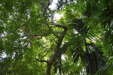 Büyük tropik yeşil ağaç, mavi gökyüzüne karşı çeşitli ağaçların dalları. Taze yeşil yapraklı, yumuşak ışıklandırmalı ağaç dalları