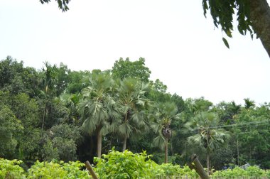 Yumuşak ışıklandırmada taze yeşil yaprakları olan küçük ağaç dallarına yakın çekim