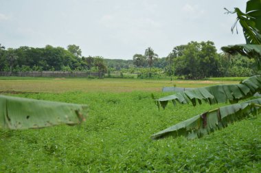 Berrak mavi gökyüzünün altındaki görkemli palmiye ağaçlarının ufkuna uzanan yemyeşil çayırları olan ideal tropikal bir manzara. Sakin ve doğal kırsal bir ortam çarpıcı bir şekilde ele geçirildi..