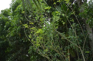 Büyük tropik yeşil ağaç, mavi gökyüzüne karşı çeşitli ağaçların dalları. Taze yeşil yapraklı, yumuşak ışıklandırmalı ağaç dalları