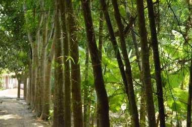 Taze yeşil yapraklarla süslenmiş, doğa temalı tasarımlar için sakin ve barışçıl bir ortam sunan, yumuşak ve minimalist bir ışıklandırma düzeniyle yakalanmış küçük ağaç dallarını gösteren doğal bir sahne..