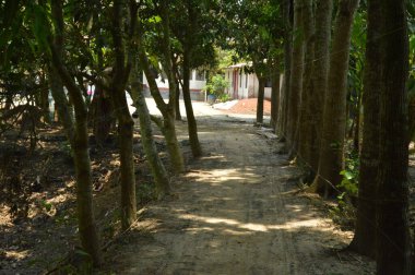 Köyün ortasındaki yol. Kırsal bir köyde çeşitli ağaçlar var.