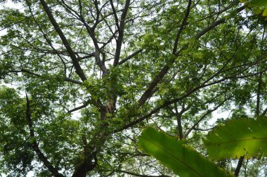 Büyük tropik yeşil ağaç, mavi gökyüzüne karşı çeşitli ağaçların dalları. Taze yeşil yapraklı, yumuşak ışıklandırmalı ağaç dalları