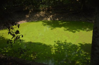 Ormanda yeşil yosun