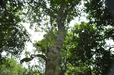 Yumuşak ışıklandırmada taze yeşil yaprakları olan küçük ağaç dallarına yakın çekim