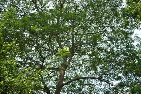 Büyük tropik yeşil ağaç, mavi gökyüzüne karşı çeşitli ağaçların dalları. Taze yeşil yapraklı, yumuşak ışıklandırmalı ağaç dalları