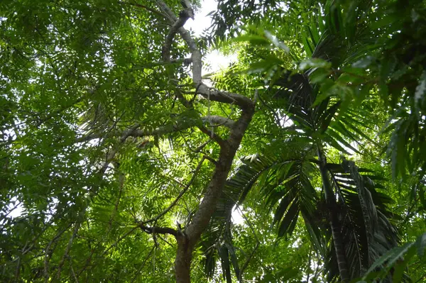 Büyük tropik yeşil ağaç, mavi gökyüzüne karşı çeşitli ağaçların dalları. Taze yeşil yapraklı, yumuşak ışıklandırmalı ağaç dalları
