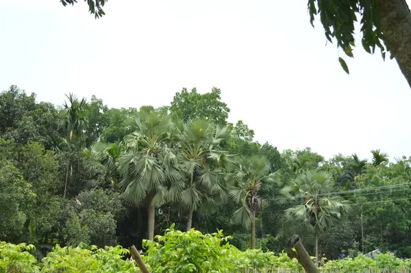 Yumuşak ışıklandırmada taze yeşil yaprakları olan küçük ağaç dallarına yakın çekim