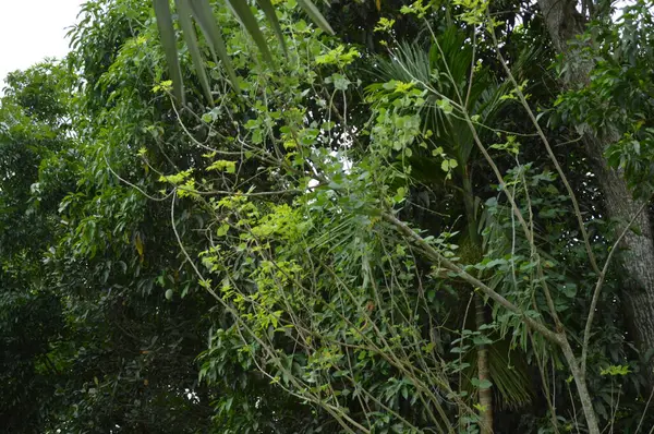Büyük tropik yeşil ağaç, mavi gökyüzüne karşı çeşitli ağaçların dalları. Taze yeşil yapraklı, yumuşak ışıklandırmalı ağaç dalları