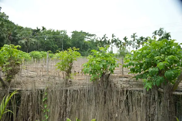 Berrak mavi gökyüzünün altındaki görkemli palmiye ağaçlarının ufkuna uzanan yemyeşil çayırları olan ideal tropikal bir manzara. Sakin ve doğal kırsal bir ortam çarpıcı bir şekilde ele geçirildi..