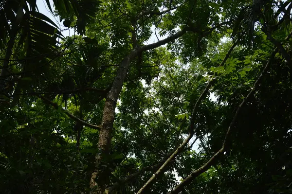Yumuşak ışıklandırmada taze yeşil yaprakları olan küçük ağaç dallarına yakın çekim