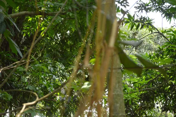 Büyük tropik yeşil ağaç, mavi gökyüzüne karşı çeşitli ağaçların dalları. Taze yeşil yapraklı, yumuşak ışıklandırmalı ağaç dalları