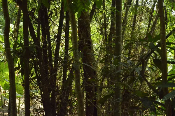 Büyük tropik yeşil ağaç, mavi gökyüzüne karşı çeşitli ağaçların dalları. Taze yeşil yapraklı, yumuşak ışıklandırmalı ağaç dalları