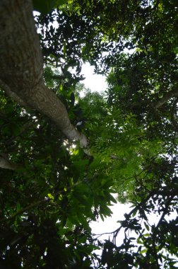 Yumuşak ışıklandırmada taze yeşil yaprakları olan küçük ağaç dallarına yakın çekim