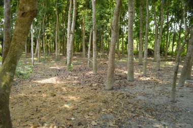 Berrak mavi gökyüzünün altındaki görkemli palmiye ağaçlarının ufkuna uzanan yemyeşil çayırları olan ideal tropikal bir manzara. Sakin ve doğal kırsal bir ortam çarpıcı bir şekilde ele geçirildi..