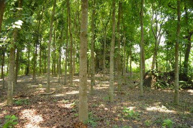 Berrak mavi gökyüzünün altındaki görkemli palmiye ağaçlarının ufkuna uzanan yemyeşil çayırları olan ideal tropikal bir manzara. Sakin ve doğal kırsal bir ortam çarpıcı bir şekilde ele geçirildi..