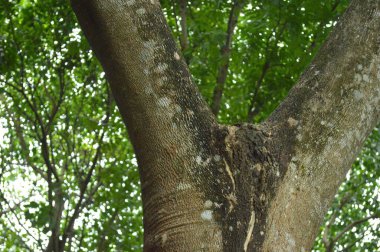 Büyük tropik yeşil ağaç, mavi gökyüzüne karşı çeşitli ağaçların dalları. Taze yeşil yapraklı, yumuşak ışıklandırmalı ağaç dalları