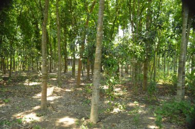 Berrak mavi gökyüzünün altındaki görkemli palmiye ağaçlarının ufkuna uzanan yemyeşil çayırları olan ideal tropikal bir manzara. Sakin ve doğal kırsal bir ortam çarpıcı bir şekilde ele geçirildi..