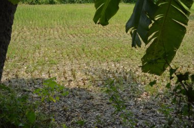 Berrak mavi gökyüzünün altındaki görkemli palmiye ağaçlarının ufkuna uzanan yemyeşil çayırları olan ideal tropikal bir manzara. Sakin ve doğal kırsal bir ortam çarpıcı bir şekilde ele geçirildi..
