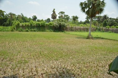 Berrak mavi gökyüzünün altındaki görkemli palmiye ağaçlarının ufkuna uzanan yemyeşil çayırları olan ideal tropikal bir manzara. Sakin ve doğal kırsal bir ortam çarpıcı bir şekilde ele geçirildi..