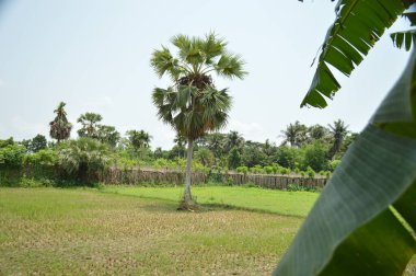 Berrak mavi gökyüzünün altındaki görkemli palmiye ağaçlarının ufkuna uzanan yemyeşil çayırları olan ideal tropikal bir manzara. Sakin ve doğal kırsal bir ortam çarpıcı bir şekilde ele geçirildi..