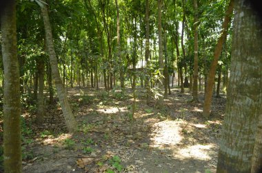 Berrak mavi gökyüzünün altındaki görkemli palmiye ağaçlarının ufkuna uzanan yemyeşil çayırları olan ideal tropikal bir manzara. Sakin ve doğal kırsal bir ortam çarpıcı bir şekilde ele geçirildi..