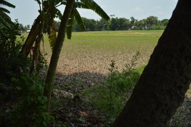 Berrak mavi gökyüzünün altındaki görkemli palmiye ağaçlarının ufkuna uzanan yemyeşil çayırları olan ideal tropikal bir manzara. Sakin ve doğal kırsal bir ortam çarpıcı bir şekilde ele geçirildi..