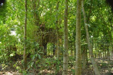 Berrak mavi gökyüzünün altındaki görkemli palmiye ağaçlarının ufkuna uzanan yemyeşil çayırları olan ideal tropikal bir manzara. Sakin ve doğal kırsal bir ortam çarpıcı bir şekilde ele geçirildi..