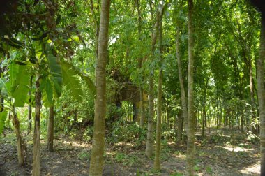 Berrak mavi gökyüzünün altındaki görkemli palmiye ağaçlarının ufkuna uzanan yemyeşil çayırları olan ideal tropikal bir manzara. Sakin ve doğal kırsal bir ortam çarpıcı bir şekilde ele geçirildi..