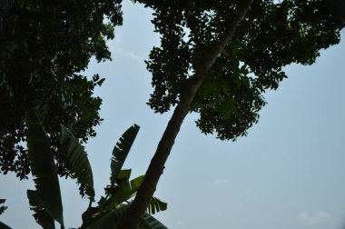 Güneşin altında uzun ağaçlarla çevrili sakin çimen tarlası ön planda bereketli yapraklar sergiliyor. Doğal temalar ve rahatlama kavramları için mükemmel sakin ve sakin bir kırsal çevre..