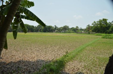Berrak mavi gökyüzünün altındaki görkemli palmiye ağaçlarının ufkuna uzanan yemyeşil çayırları olan ideal tropikal bir manzara. Sakin ve doğal kırsal bir ortam çarpıcı bir şekilde ele geçirildi..