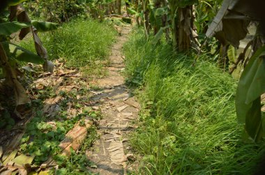 Berrak mavi gökyüzünün altındaki görkemli palmiye ağaçlarının ufkuna uzanan yemyeşil çayırları olan ideal tropikal bir manzara. Sakin ve doğal kırsal bir ortam çarpıcı bir şekilde ele geçirildi..