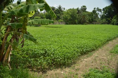 Berrak mavi gökyüzünün altındaki görkemli palmiye ağaçlarının ufkuna uzanan yemyeşil çayırları olan ideal tropikal bir manzara. Sakin ve doğal kırsal bir ortam çarpıcı bir şekilde ele geçirildi..