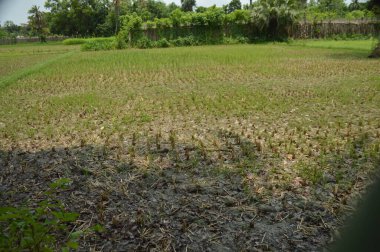 Berrak mavi gökyüzünün altındaki görkemli palmiye ağaçlarının ufkuna uzanan yemyeşil çayırları olan ideal tropikal bir manzara. Sakin ve doğal kırsal bir ortam çarpıcı bir şekilde ele geçirildi..