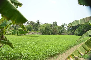 Berrak mavi gökyüzünün altındaki görkemli palmiye ağaçlarının ufkuna uzanan yemyeşil çayırları olan ideal tropikal bir manzara. Sakin ve doğal kırsal bir ortam çarpıcı bir şekilde ele geçirildi..