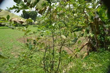 Berrak mavi gökyüzünün altındaki görkemli palmiye ağaçlarının ufkuna uzanan yemyeşil çayırları olan ideal tropikal bir manzara. Sakin ve doğal kırsal bir ortam çarpıcı bir şekilde ele geçirildi..