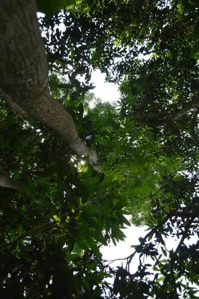 Yumuşak ışıklandırmada taze yeşil yaprakları olan küçük ağaç dallarına yakın çekim