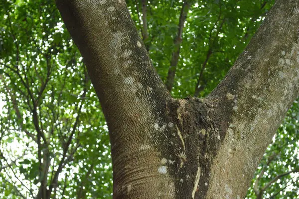 Büyük tropik yeşil ağaç, mavi gökyüzüne karşı çeşitli ağaçların dalları. Taze yeşil yapraklı, yumuşak ışıklandırmalı ağaç dalları
