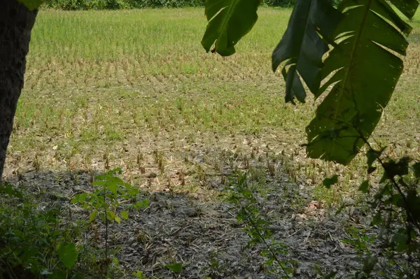 Berrak mavi gökyüzünün altındaki görkemli palmiye ağaçlarının ufkuna uzanan yemyeşil çayırları olan ideal tropikal bir manzara. Sakin ve doğal kırsal bir ortam çarpıcı bir şekilde ele geçirildi..