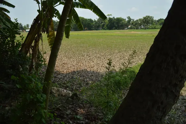 Berrak mavi gökyüzünün altındaki görkemli palmiye ağaçlarının ufkuna uzanan yemyeşil çayırları olan ideal tropikal bir manzara. Sakin ve doğal kırsal bir ortam çarpıcı bir şekilde ele geçirildi..