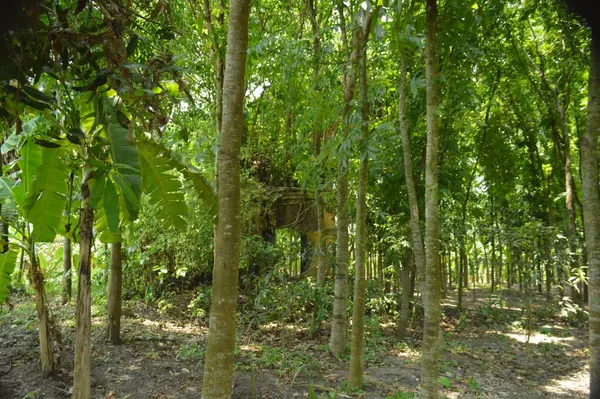 Berrak mavi gökyüzünün altındaki görkemli palmiye ağaçlarının ufkuna uzanan yemyeşil çayırları olan ideal tropikal bir manzara. Sakin ve doğal kırsal bir ortam çarpıcı bir şekilde ele geçirildi..